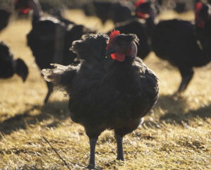 poulet noir sysco